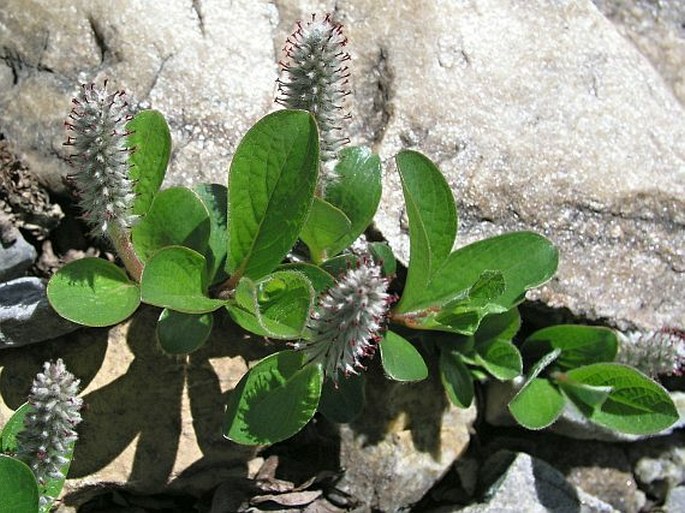 Salix nivalis