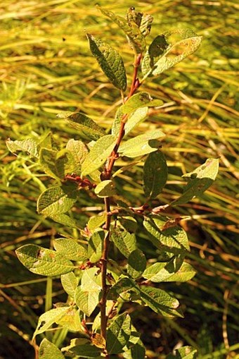 Salix