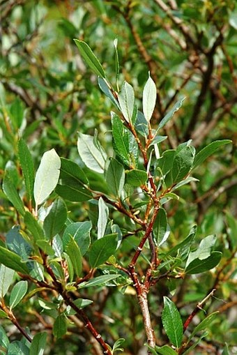 Salix phylicifolia