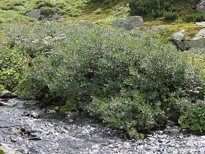 Salix phylicifolia