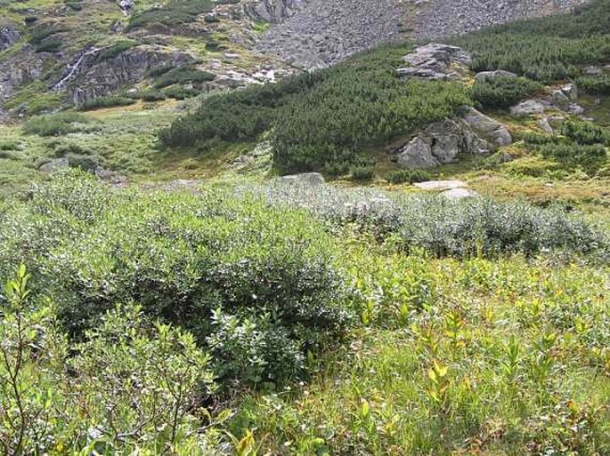 Salix phylicifolia