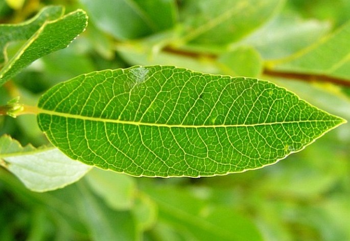 Salix phylicifolia