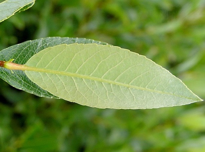 Salix phylicifolia