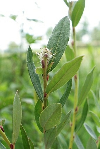 Salix repens