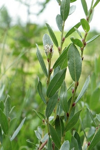 Salix repens