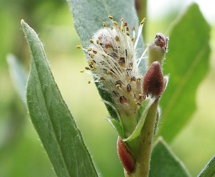 Salix repens