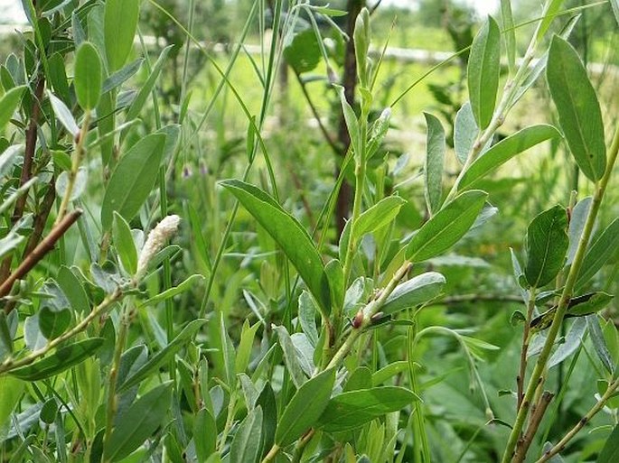 Salix repens