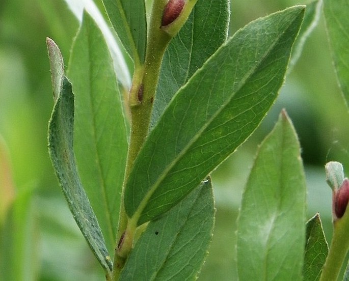 Salix repens