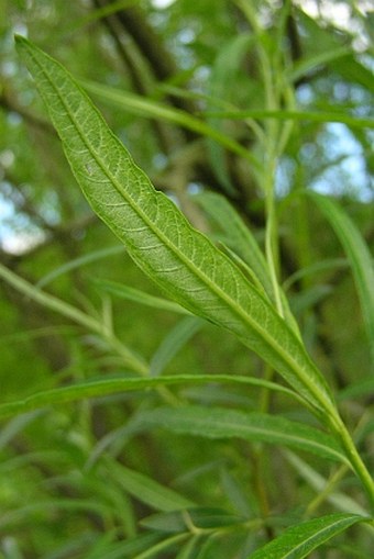 Salix viminalis