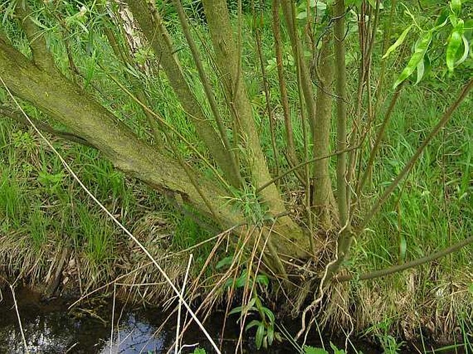 Salix viminalis