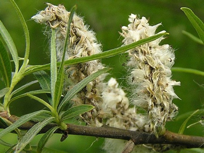 Salix viminalis