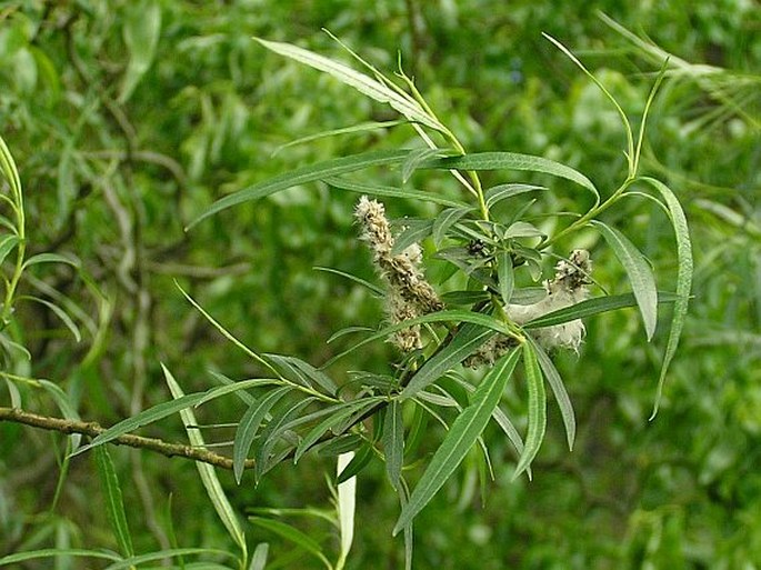 Salix viminalis