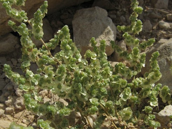 Salsola inermis