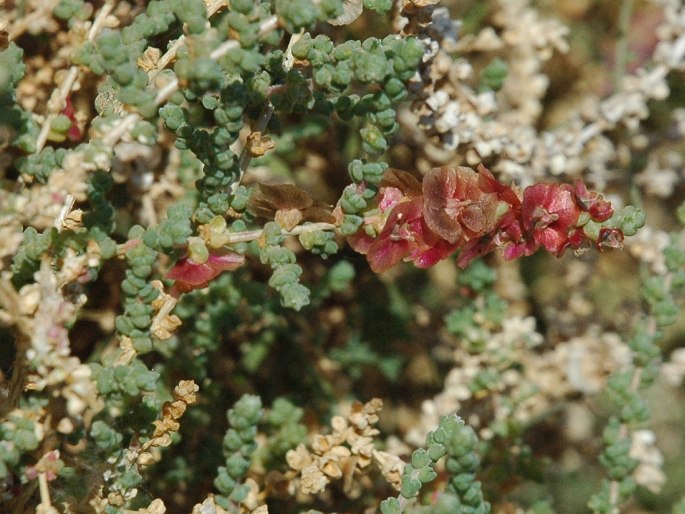 SALSOLA VERMICULATA L. – slanobýl / slanobyľ