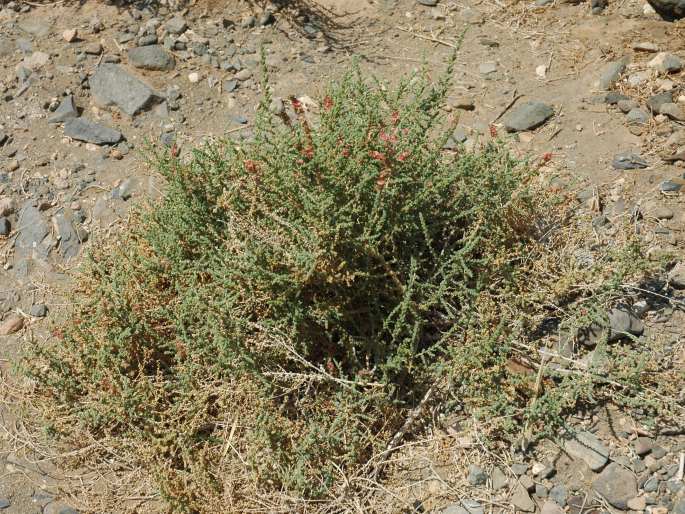 Salsola vermiculata