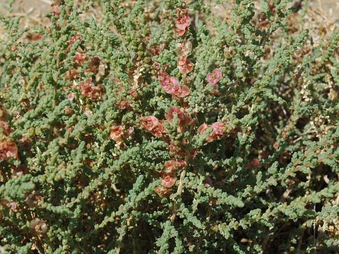 Salsola vermiculata