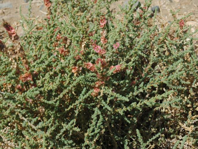 Salsola vermiculata