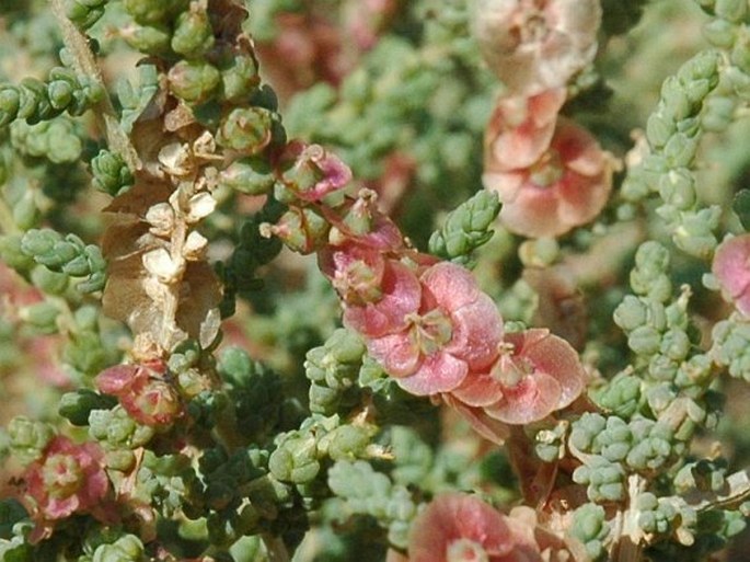 Salsola vermiculata