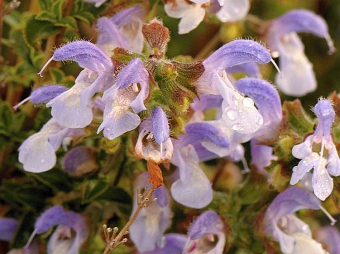 Salvia africana-caerulea