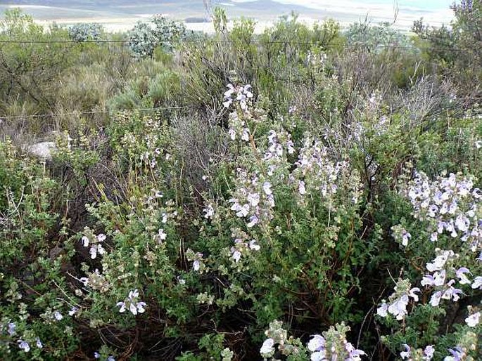 Salvia africana-caerulea