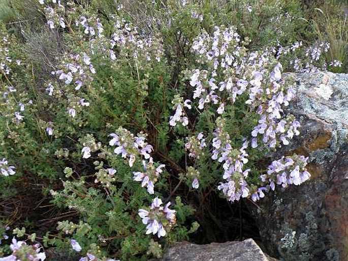 Salvia africana-caerulea