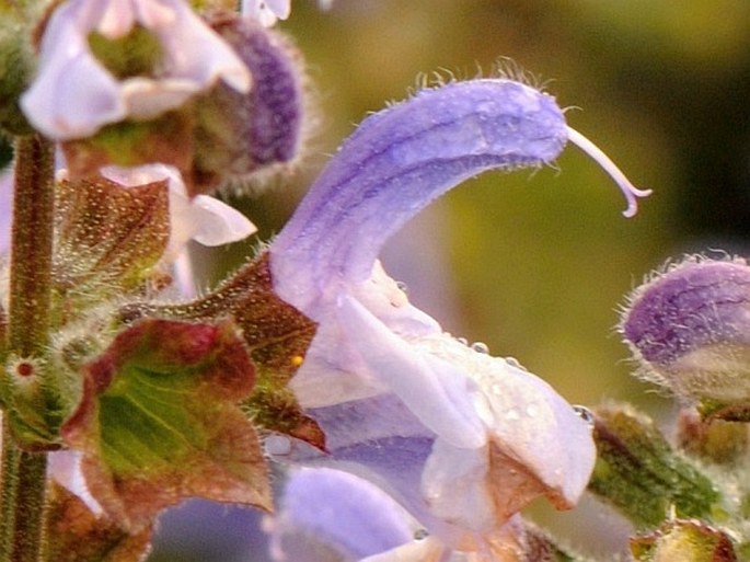 Salvia africana-caerulea