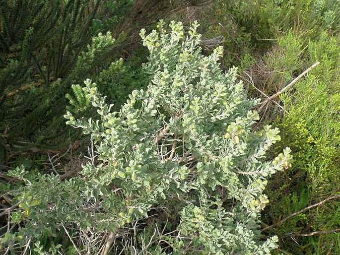 Salvia africana-lutea