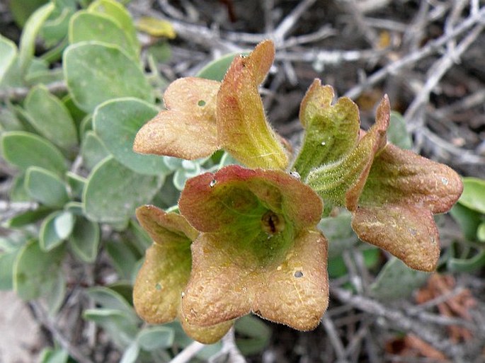 Salvia africana-lutea