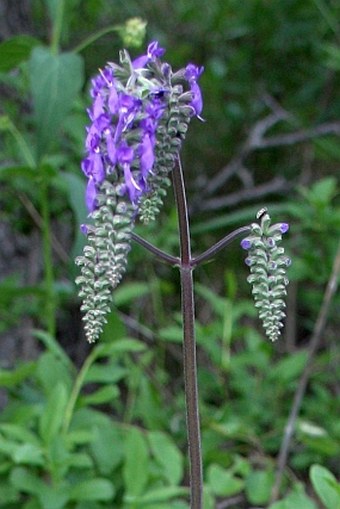 Salvia nutans