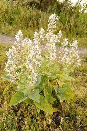 Salvia schimperi