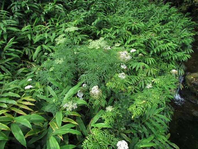 Sambucus nigra subsp. canadensis