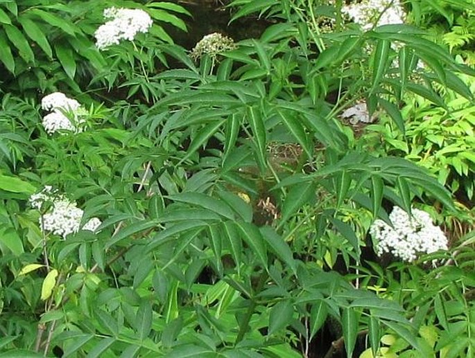 Sambucus nigra subsp. canadensis