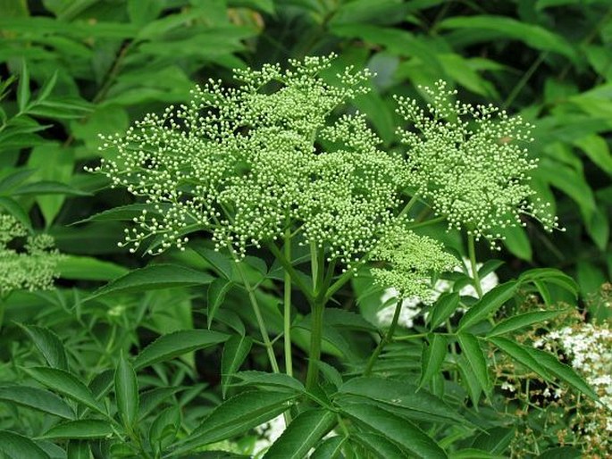 Sambucus nigra subsp. canadensis