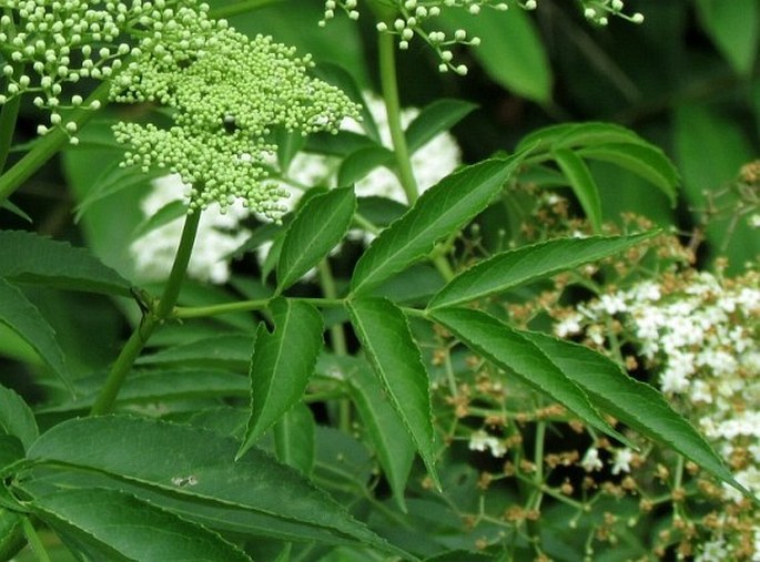 Sambucus nigra subsp. canadensis