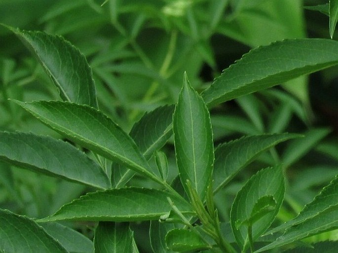 Sambucus nigra subsp. canadensis