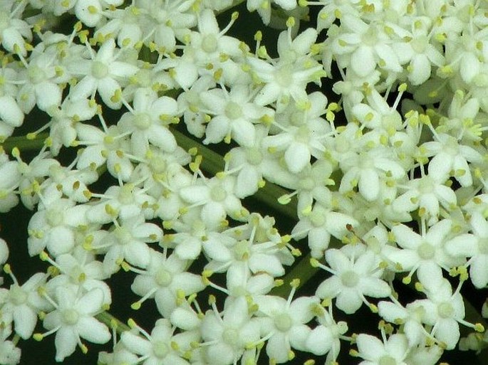 Sambucus nigra subsp. canadensis