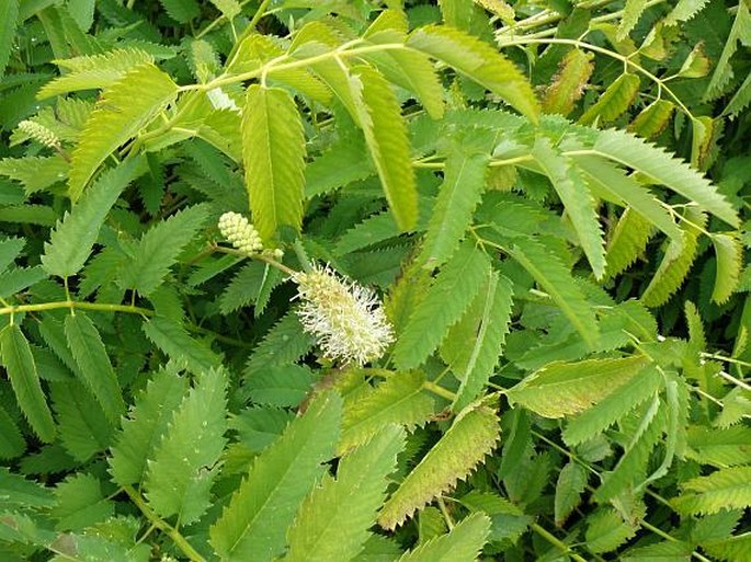 SANGUISORBA DODECANDRA Moretti – krvavec