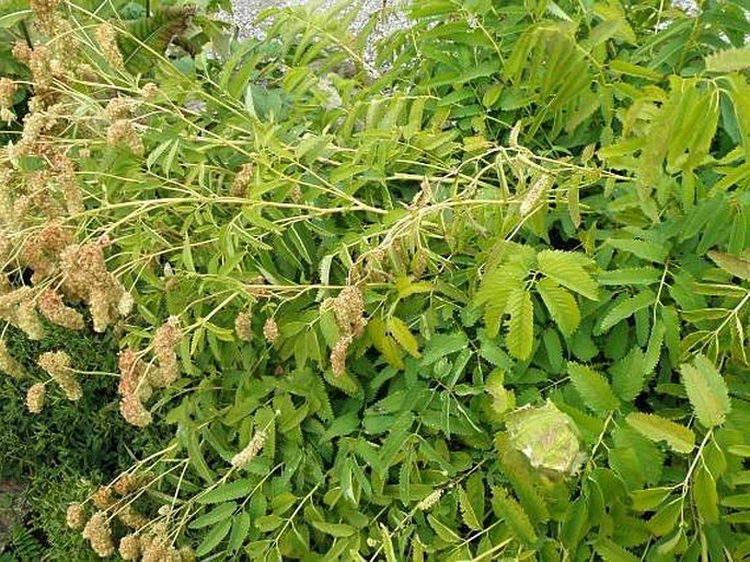 Sanguisorba dodecandra