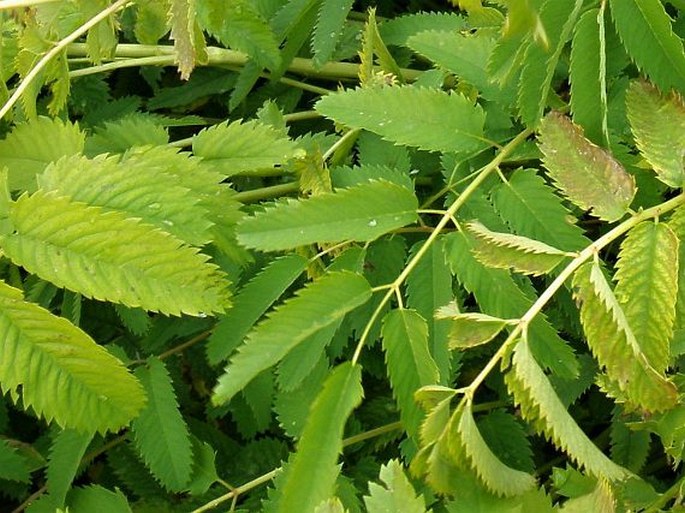 Sanguisorba dodecandra