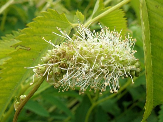 Sanguisorba dodecandra