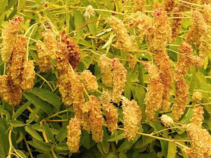 Sanguisorba dodecandra