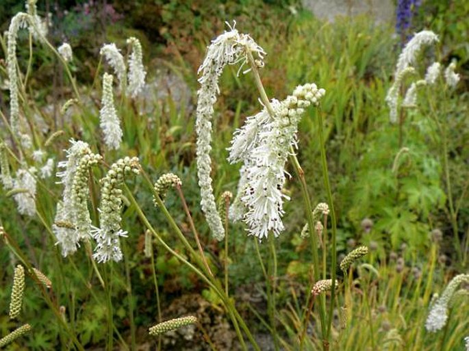 Sanguisorba tenuifolia