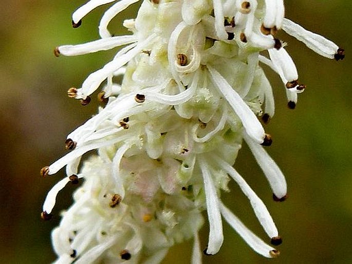 Sanguisorba tenuifolia