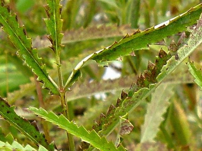 Sanguisorba tenuifolia