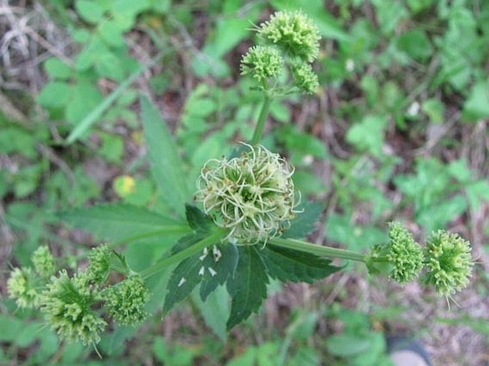 Sanicula marilandica