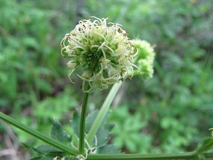 Sanicula marilandica