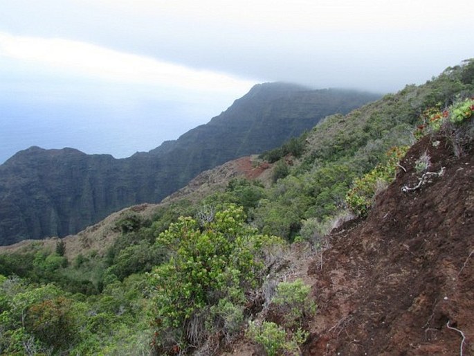 Santalum freycinetianum var. pyrularium