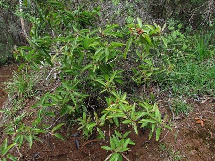 Santalum freycinetianum var. pyrularium