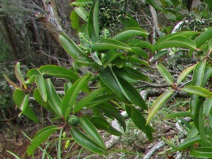 Santalum freycinetianum var. pyrularium