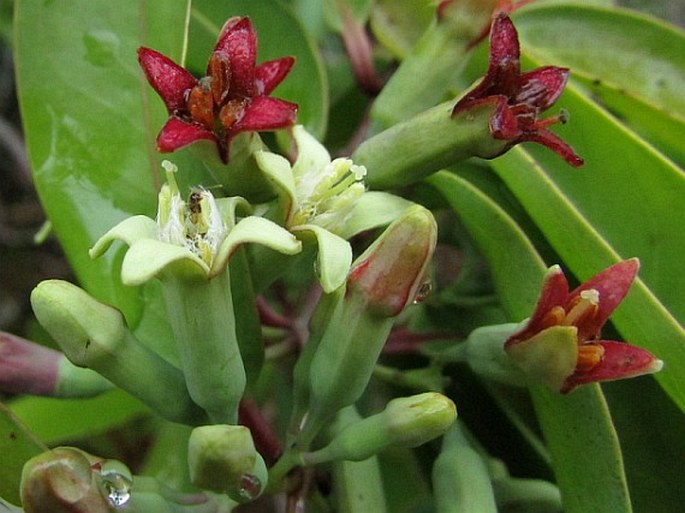 Santalum freycinetianum var. pyrularium